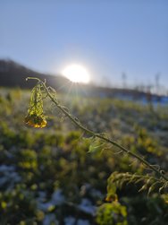 IMG_20250112_142019_687.jpg