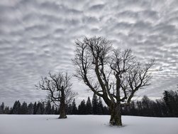 IMG_20250114_121300.jpg