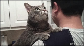 1736978085373.gif