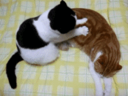 1736980466125.gif