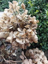3IMG20250116101403alt.jpg