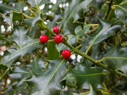 IMG_20250118_120104858.jpg