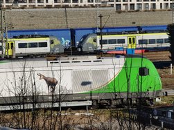 IMG20250119120114.jpg