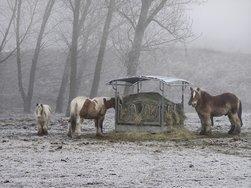 IMG_20250121_110828.jpg
