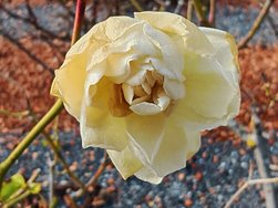 IMG_20250124_141334.jpg