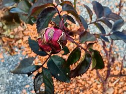 IMG_20250124_141358.jpg