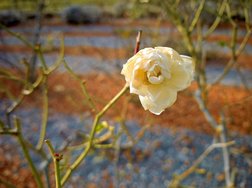 IMG_20250124_141456-topaz-rawdenoise-sharpen_Radiant.jpg