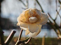 IMG_20250129_142540.jpg