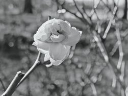 IMG_20250130_142851.jpg