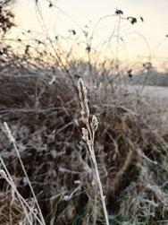 20250204_080209.JPG