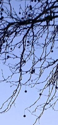 Screenshot_20250204_112512_Gallery.png