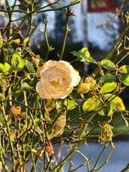 IMG_20250204_161820.jpg