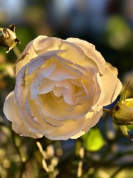 IMG_20250204_160835.jpg