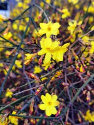 IMG_20250131_130817.jpg