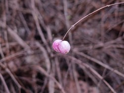 IMG_20250206_164122173.jpg
