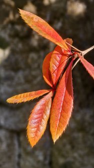 IMG_20250131_120921.jpg