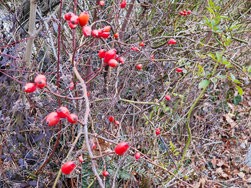 IMG_20250206_164519721 (2).jpg