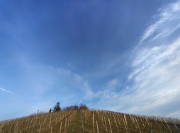 IMG_20250207_164949358_HDR.jpg