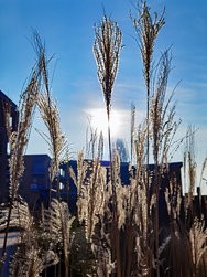 IMG_20250208_094705.jpg