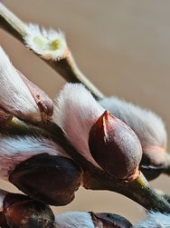 IMG_20250209_142731.jpg