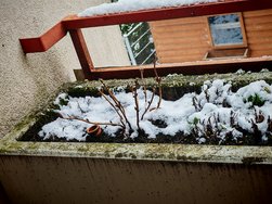 IMG_20250214_153300.jpg