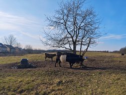 IMG_20250216_132843.jpg