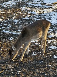 IMG_20250216_153330.jpg