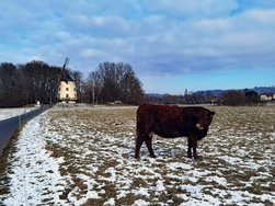 IMG_20250216_101954.jpg