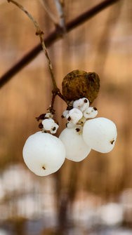 IMG_20250217_151627.jpg