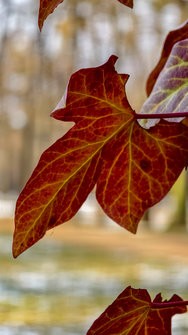 IMG_20250217_151838.jpg