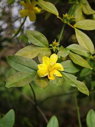 IMG_20250217_171550.jpg