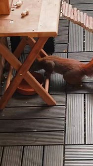 vf_Video_76172.jpeg