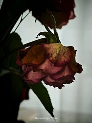 IMG_20250221_122423.jpg