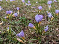 Krokus - GCAM.jpg