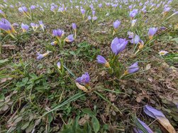 Krokus - Weitwinkel - GCAM.jpg
