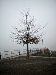 Baum - Honor-Kamera-App.jpg
