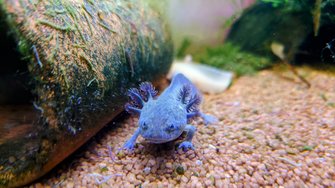 Axolotl.JPG