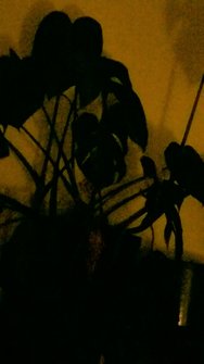 PXL_20250223_213327864.NIGHT.jpg