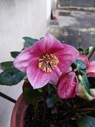 IMG20241222160241.jpg