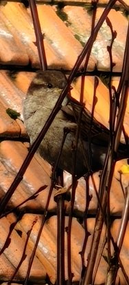 IMG20250302123016.jpeg