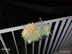 IMG_20250302_214256_983.jpg