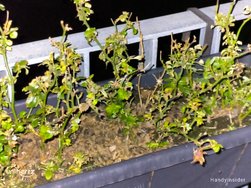 IMG_20250302_214327_604.jpg