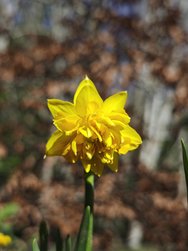 IMG_20250303_123839.jpg