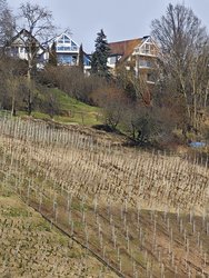 IMG_20250304_125528.jpg