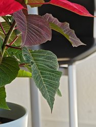 IMG_20250304_151344.jpg