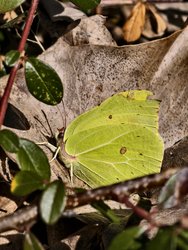IMG_20250305_123313.jpg