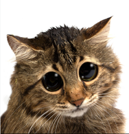 1741286032702.png