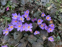 IMG_9087.jpeg