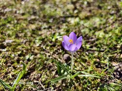 IMG_20250307_115433.jpg