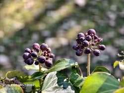 IMG_20250307_121918.jpg